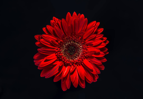 One red gerber flower  as symbol of temptation on a black background. - Zdjęcie, obraz