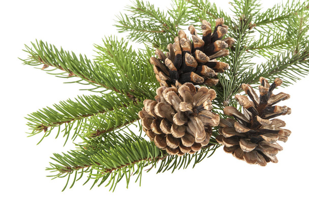 rama de un árbol de Navidad y un cono aislado sobre un fondo blanco
 - Foto, imagen