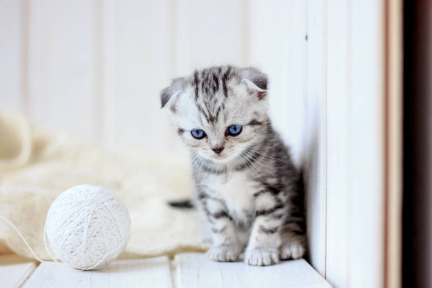 Portrait of young little kitten - Photo, Image