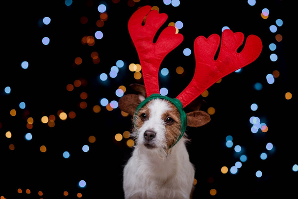 Dog Jack Russell Terrier Christmas - Foto, immagini