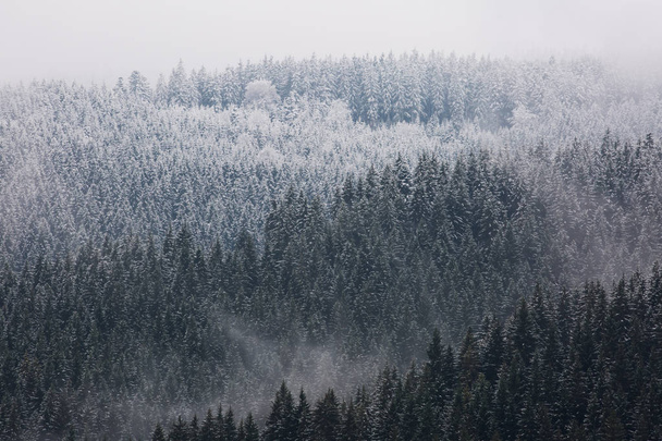 Εκπληκτικό δάσος γεροπαράξενος στη Γερμανία. - Φωτογραφία, εικόνα