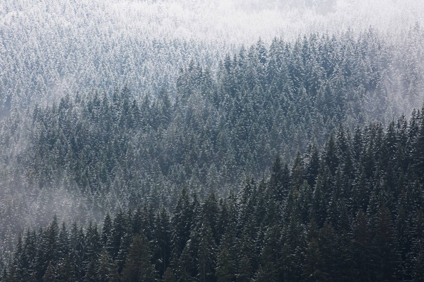 Amazing fogy forest in Germany. - Φωτογραφία, εικόνα