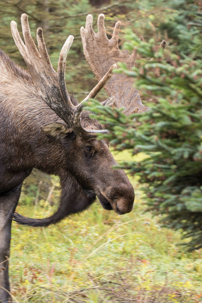 een alaska yukon bull moose in fluweel - Foto, afbeelding