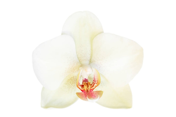 Flor branca bonita do Orchid de Phalaenopsis, isolada no fundo branco
 - Foto, Imagem