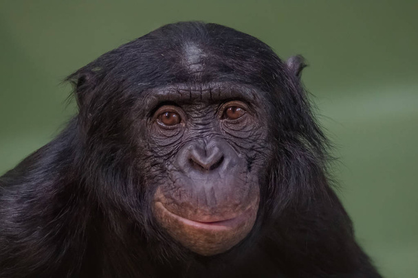 Portret van grappig en glimlachend Bonobo, close-up - Foto, afbeelding