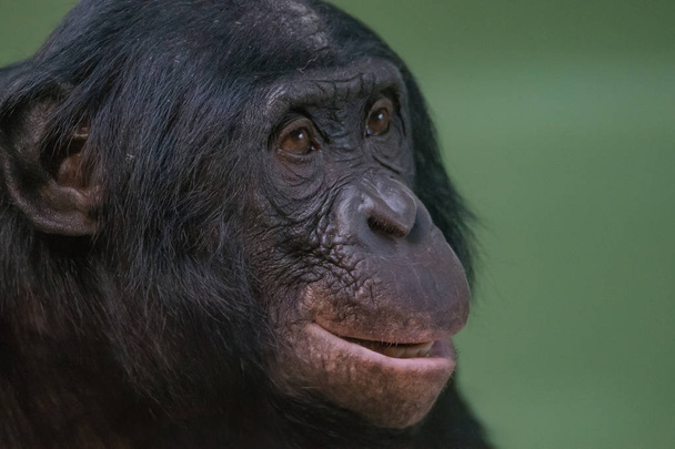 Portrét blondýny a usmívá se Bonobo, zblízka - Fotografie, Obrázek