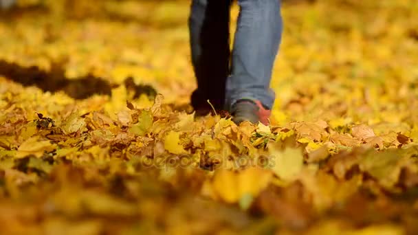 Hombre caminando sobre hojas de otoño en un parque central
 - Imágenes, Vídeo