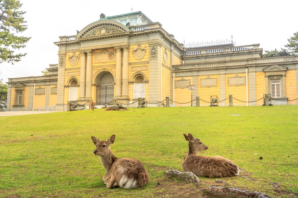 Nationalmuseum von Nara - Foto, Bild