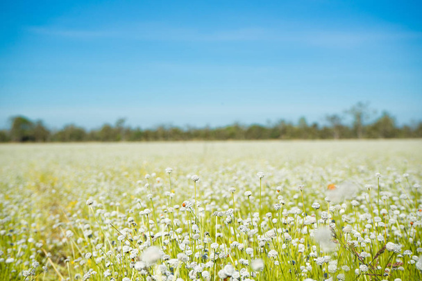 květiny, divoké bílé květy s jasnou oblohou - Fotografie, Obrázek