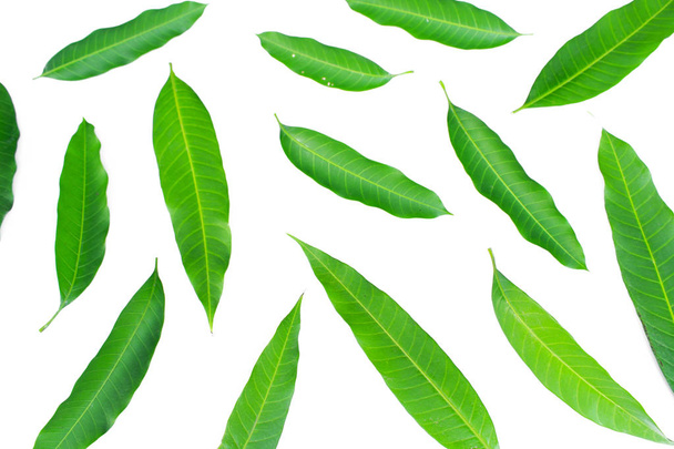 Свежий зеленый лист манго на белом фоне
 - Фото, изображение