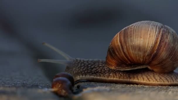Un escargot brun rampant sur un sol dans un jardin au ralenti
 - Séquence, vidéo