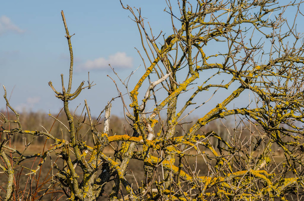 ramos com musgo na natureza
 - Foto, Imagem