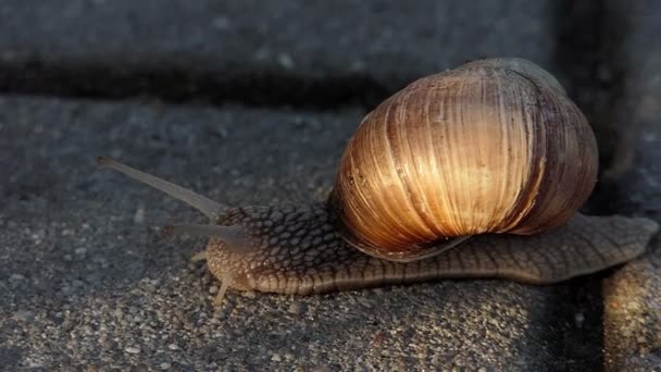 A clumsy snail creeps on a concrete surface in summer in slow motion - Footage, Video