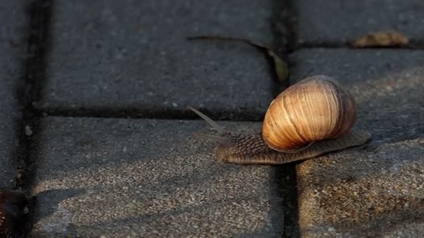 Un caracol torpe se arrastra en una superficie de hormigón en verano en cámara lenta
 - Metraje, vídeo