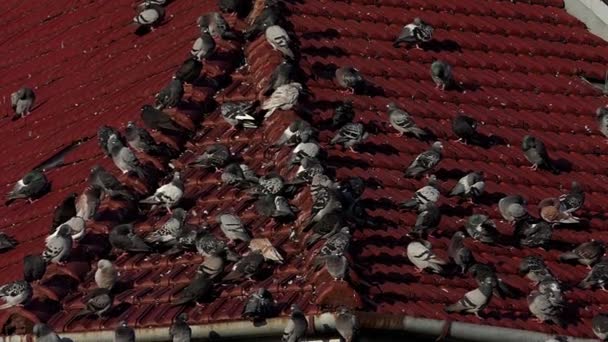 Bir sürü Güvercin slo-mo metalik Zona ile kaplı bir çatı oturmak - Video, Çekim