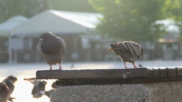 Two doves sit and walk on a concrete plate of some fence in slo-mo - 映像、動画