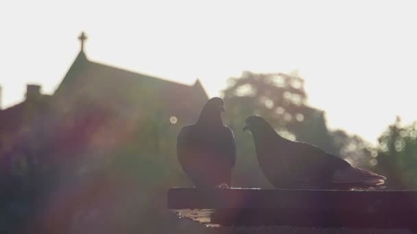 Δύο περιστέρια να καθίσει και να περπατήσει σε μια πλάκα σκυροδέματος στο ηλιοβασίλεμα σε slo-mo - Πλάνα, βίντεο