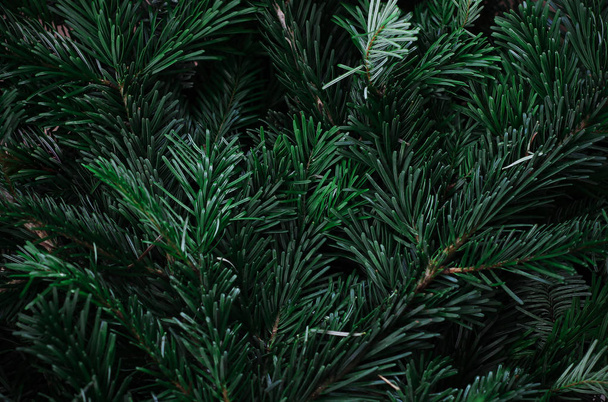 Natural fir branches background - Photo, Image