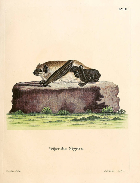 Illustration von bat.Die Saugthiere in Abbildungen nach der Natur, mit Beschreibungen. 1778 - Foto, Bild