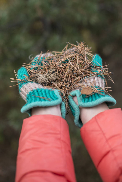 Gloved hands hold pine needles - Foto, Bild