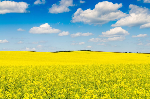 Campo amarillo de colza oleaginosa bajo el cielo azul con sol - Foto, Imagen