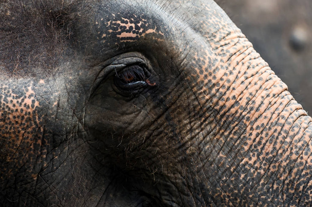 Aziatische olifant ogen. - Foto, afbeelding