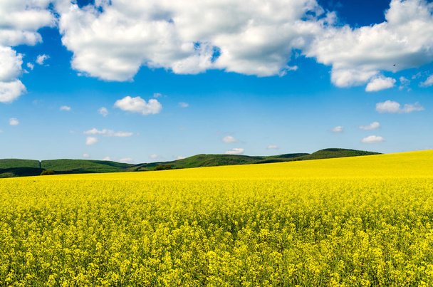 Campo amarillo de colza oleaginosa bajo el cielo azul con sol - Foto, Imagen