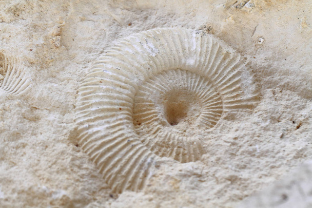 Ammoniten fossile Textur   - Foto, Bild