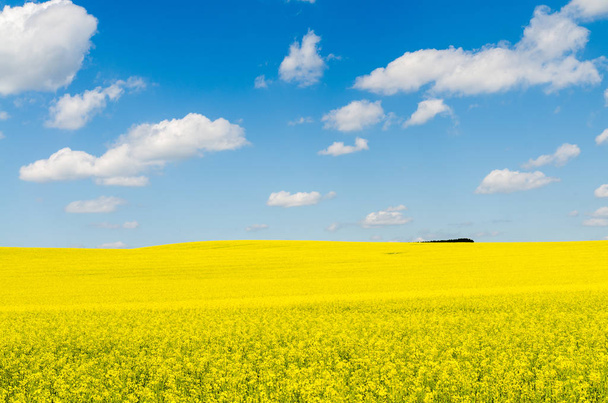 Sarı yağ çekirdeği tecavüz tarlası Mavi gökyüzünün altında güneşli - Fotoğraf, Görsel