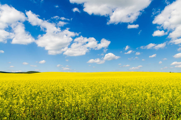 Жовте поле зґвалтування олійних культур під блакитним небом з сонцем
 - Фото, зображення