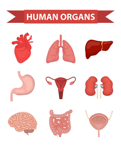 Órganos internos del conjunto de iconos humanos, de estilo plano. Recogida con corazón, hígado, pulmones, riñones, estómago, sistema reproductor femenino, cerebro, intestinos. Anatomía, medicina, concepto. Salud. vector
 - Vector, imagen