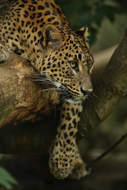 Veszélyeztetett amur leopárd a természet élőhely. Vadon élő állat a fogságban.  - Fotó, kép