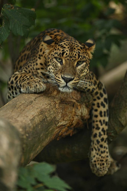 Veszélyeztetett amur leopárd a természet élőhely. Vadon élő állat a fogságban.  - Fotó, kép
