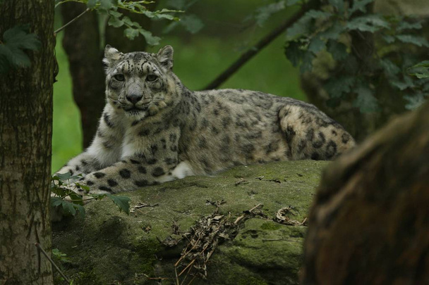 Leopardo de la nieve en peligro de extinción que descansa en el hábitat natural. Animales salvajes en cautiverio
 - Foto, imagen