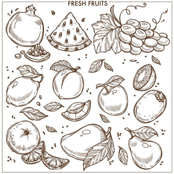 Fruits sketch icons. Vector isolated set of garnet and watermelon, melon or tropical papaya or exotic mango, sliced kiwi, farm fresh apricot, apple or pear and lemon or orange citrus fruit - Vector, afbeelding