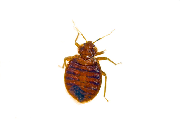 Bug de lit - Photo, image