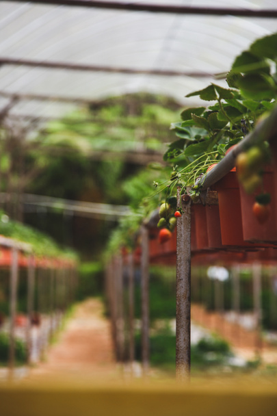 Close-up shot van aardbeien groeien op binnenshuis plantage - Foto, afbeelding