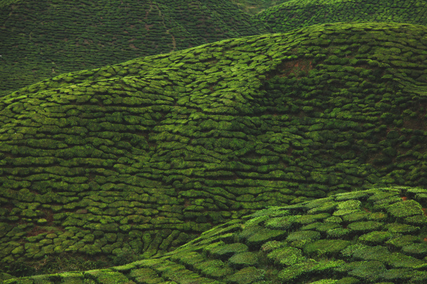 aerial view of green tea plantation for background - Photo, Image