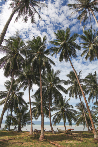 beautiful palm trees at tropical seashore on sunny day - Foto, imagen