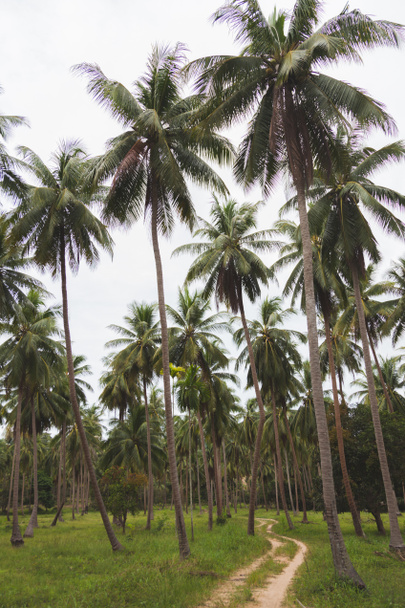 tropikalny Las Palm z wiejskiej drodze - Zdjęcie, obraz