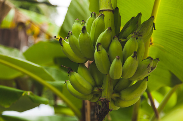 branch of fresh bananas growing on tree - Φωτογραφία, εικόνα