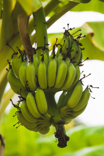 close-up shot of branch of fresh green bananas growing on tree - Photo, Image