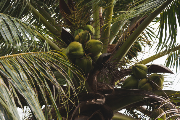 vista inferior de la rama de cocos verdes frescos que crecen en la palmera
 - Foto, Imagen