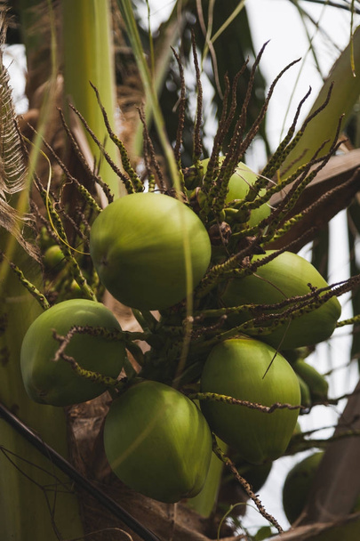 branch of fresh green coconuts growing on palm tree - Valokuva, kuva
