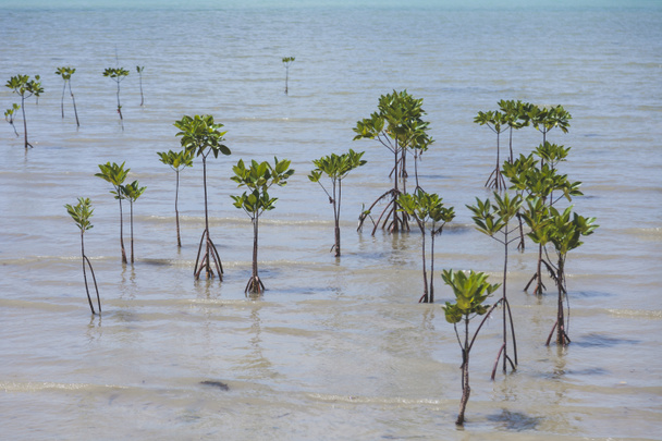 woda roślin rosnących spod powierzchni morza - Zdjęcie, obraz