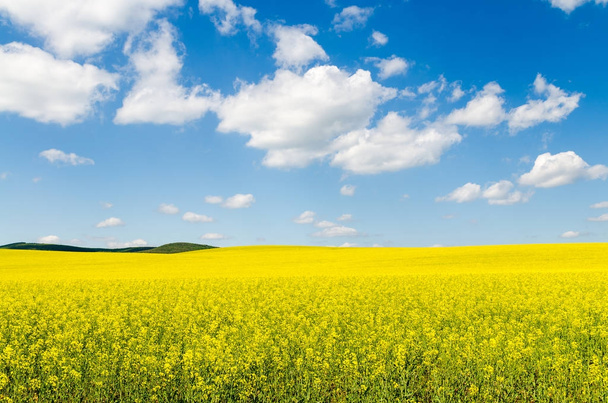 Żółte pole rzepaku pod błękitnym niebem ze słońcem - Zdjęcie, obraz
