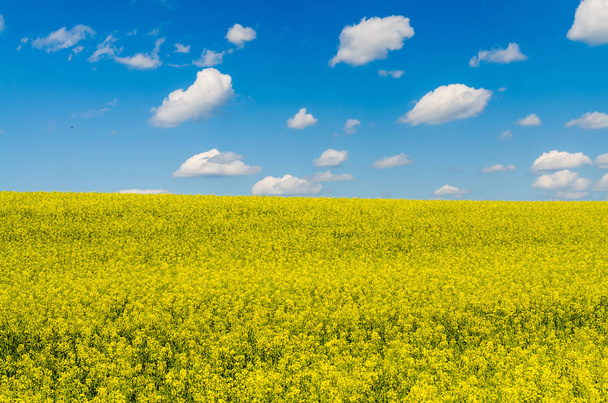 Yellow oilseed rape field under the blue sky with sun - Foto, Imagen
