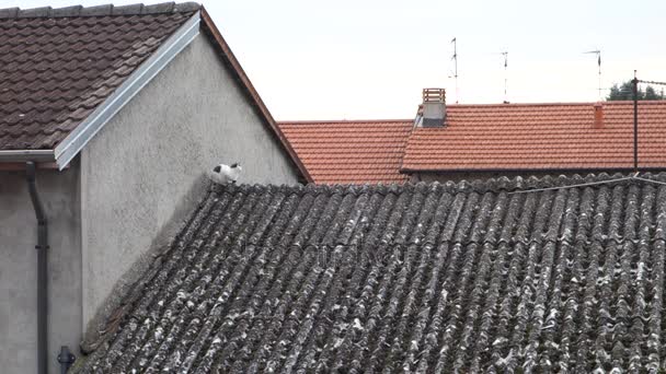 Μαύρο και άσπρο γάτα στη στέγη αμιάντου - Πλάνα, βίντεο