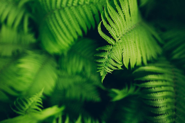 Beautiful fern leaves, macro - Fotoğraf, Görsel