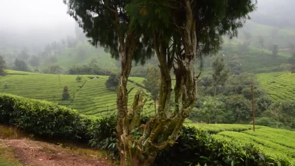 Tea Gardens, a dél-indiai állam Kerala - Felvétel, videó